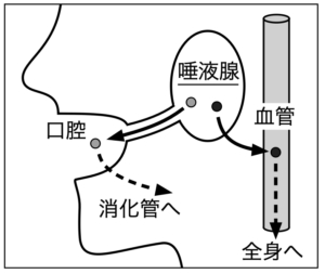 「唾液腺を用いた遺伝子治療の可能性」